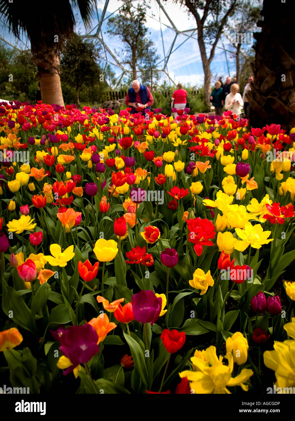 Flowers in bloom at Eden Project Stock Photo