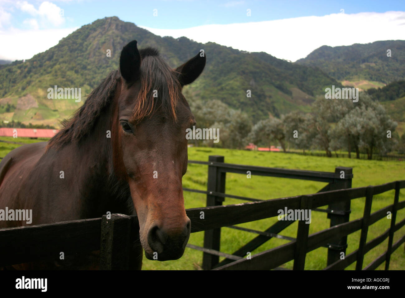 Purebred horse playing along at a breeding farm in the highlands of Panama Central America Stock Photo