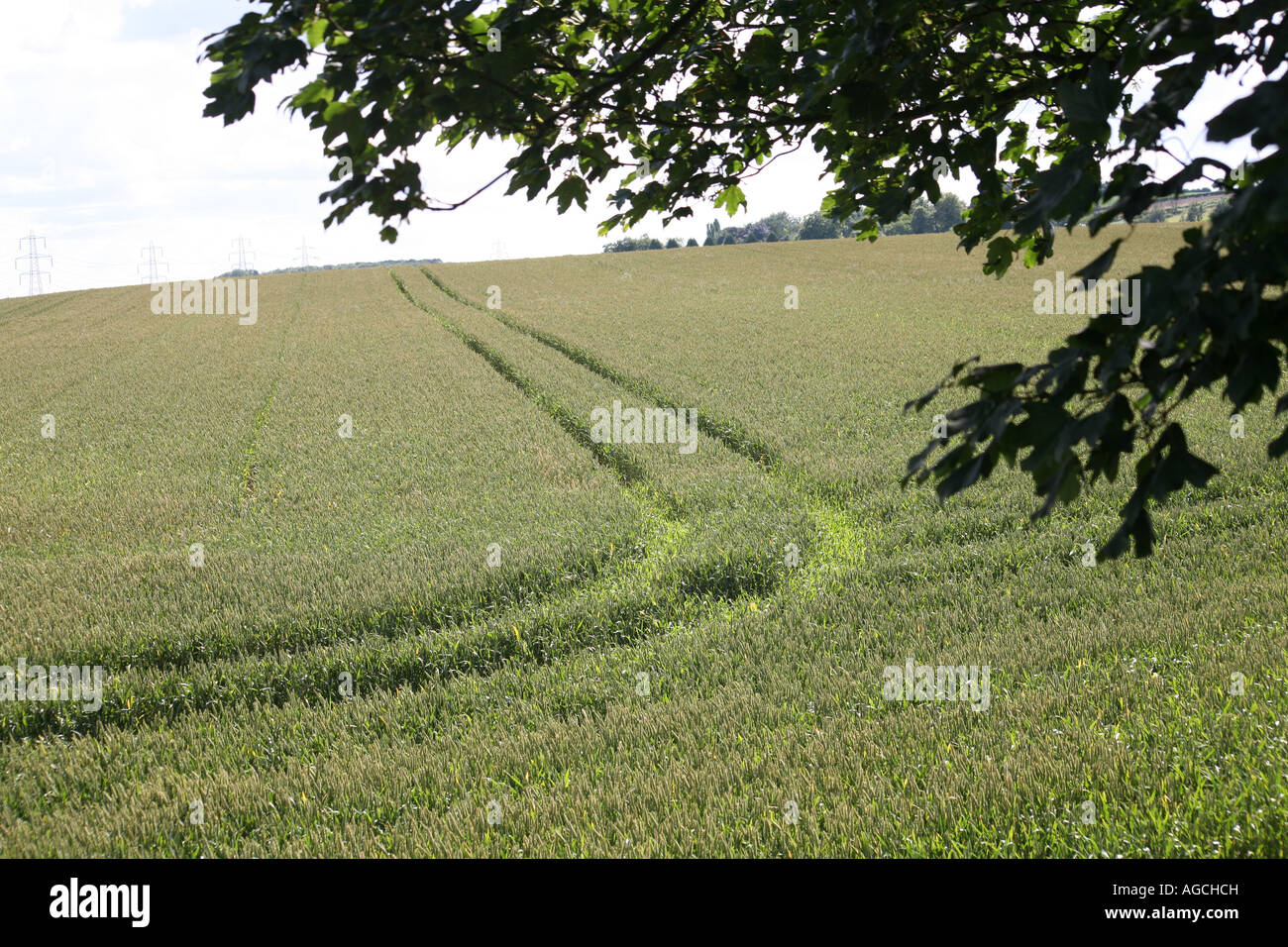 Tractor Tracks in Wheat Field 001 Stock Photo - Alamy