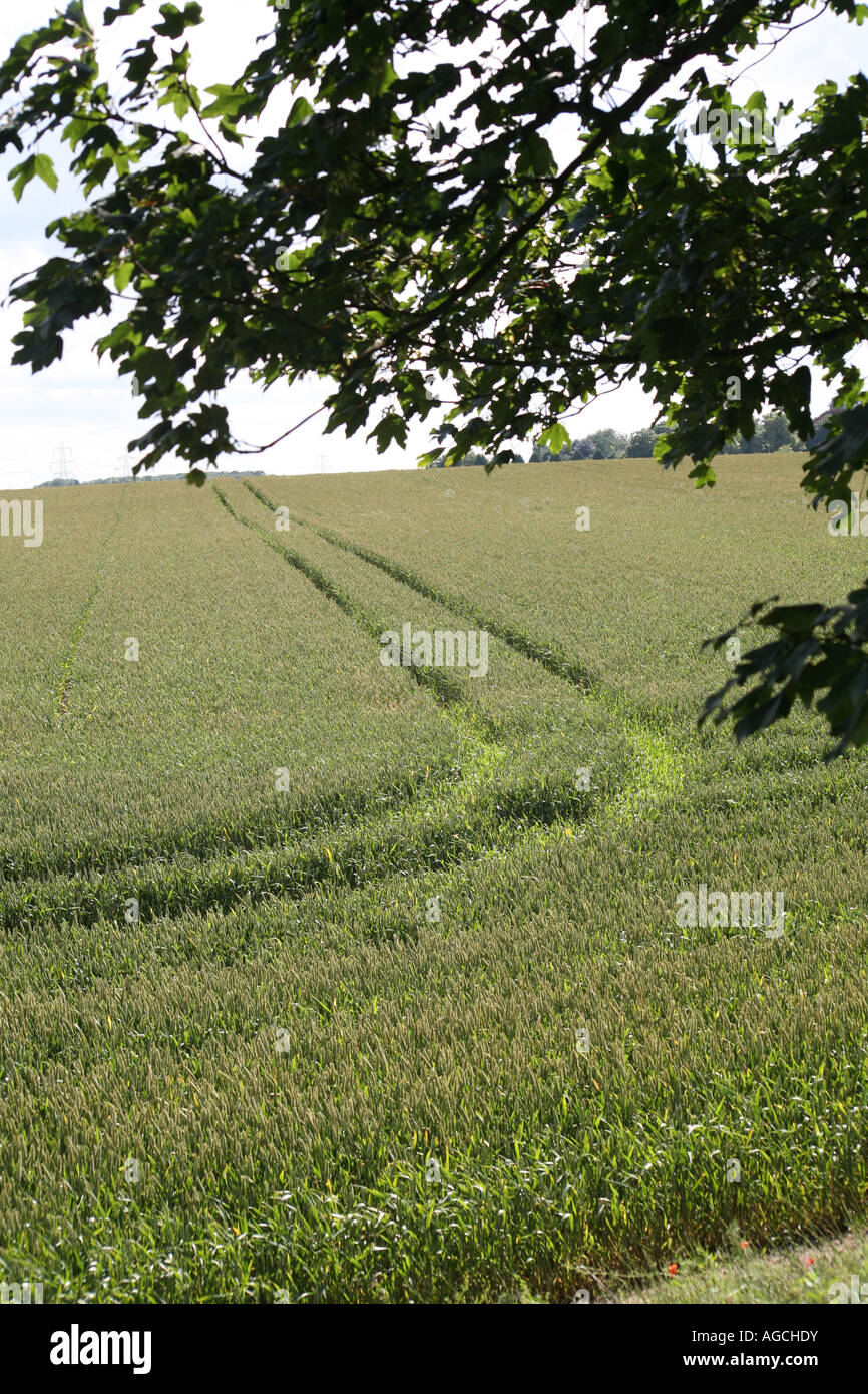 Tractor Tracks in Wheat Field 002 Stock Photo - Alamy