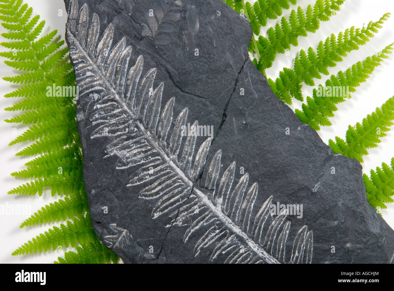 Fern fossil in shale on top of modern day fern fronds Stock Photo