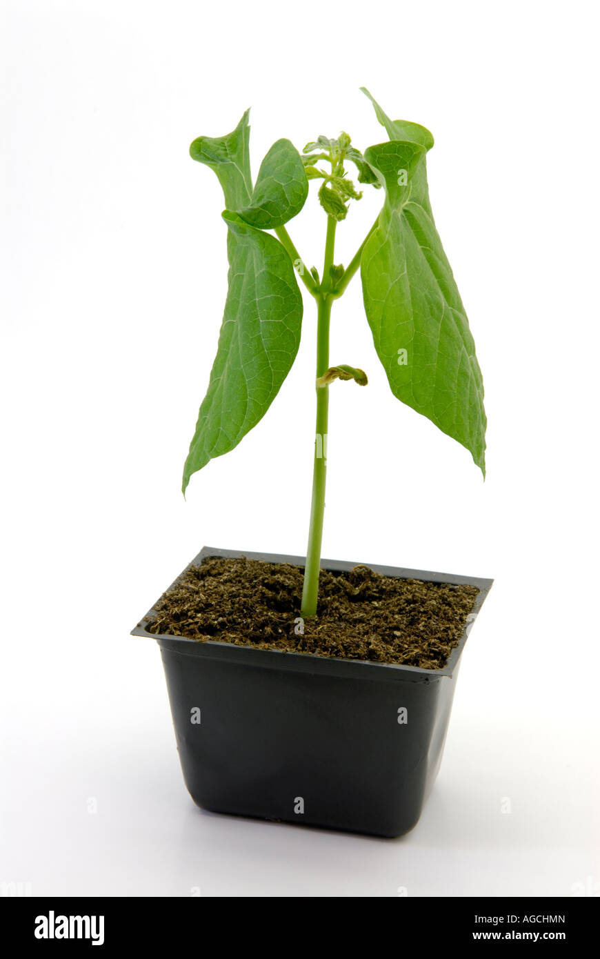 Common bean seedling sleeping at 10:00 pm.  Leaves are down in vertical position. Sequence of the cycle with image AGCHHM Stock Photo