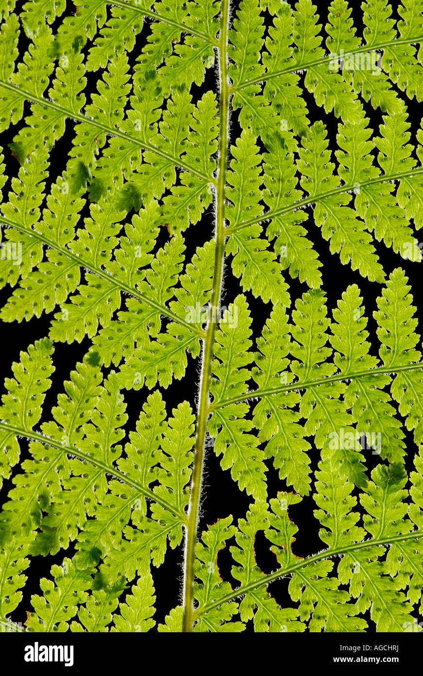 A woodfern Dryopteris sp frond backlit against black background Stock Photo
