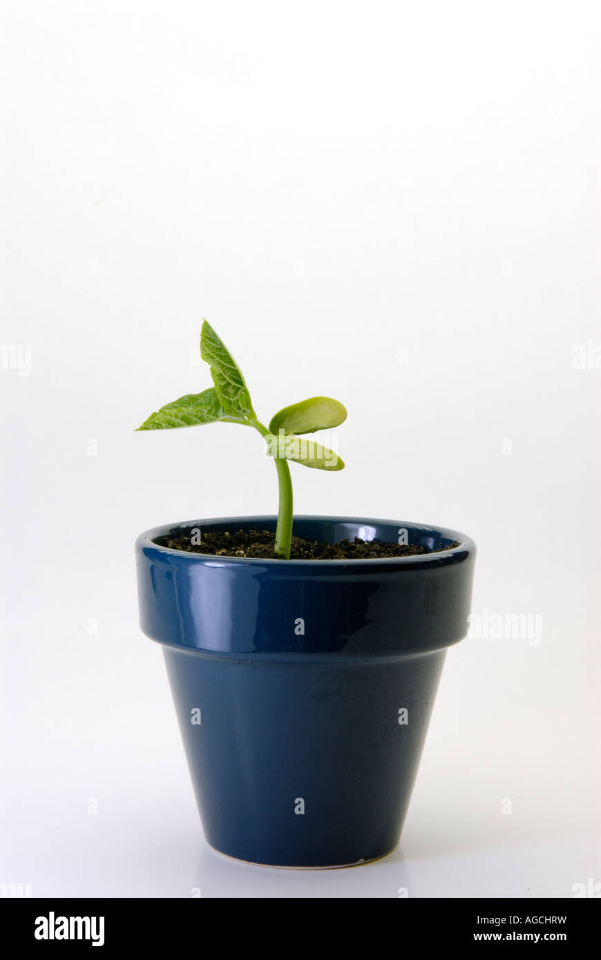 Common bean Phaseolus vulgaris seedling sprouting showing the 2 cotyledons Stock Photo