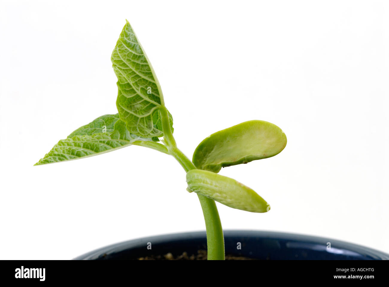 Common bean red 'kidney bean' variety Phaseolus vulgaris seedling sprouting showing the 2 cotyledons Stock Photo