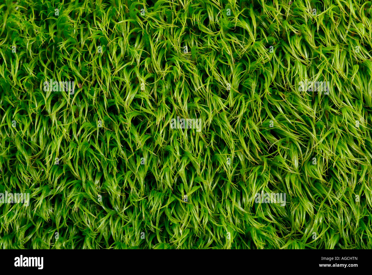 Close up of green gametophytes of the bryophyte Dicranum sp Stock Photo