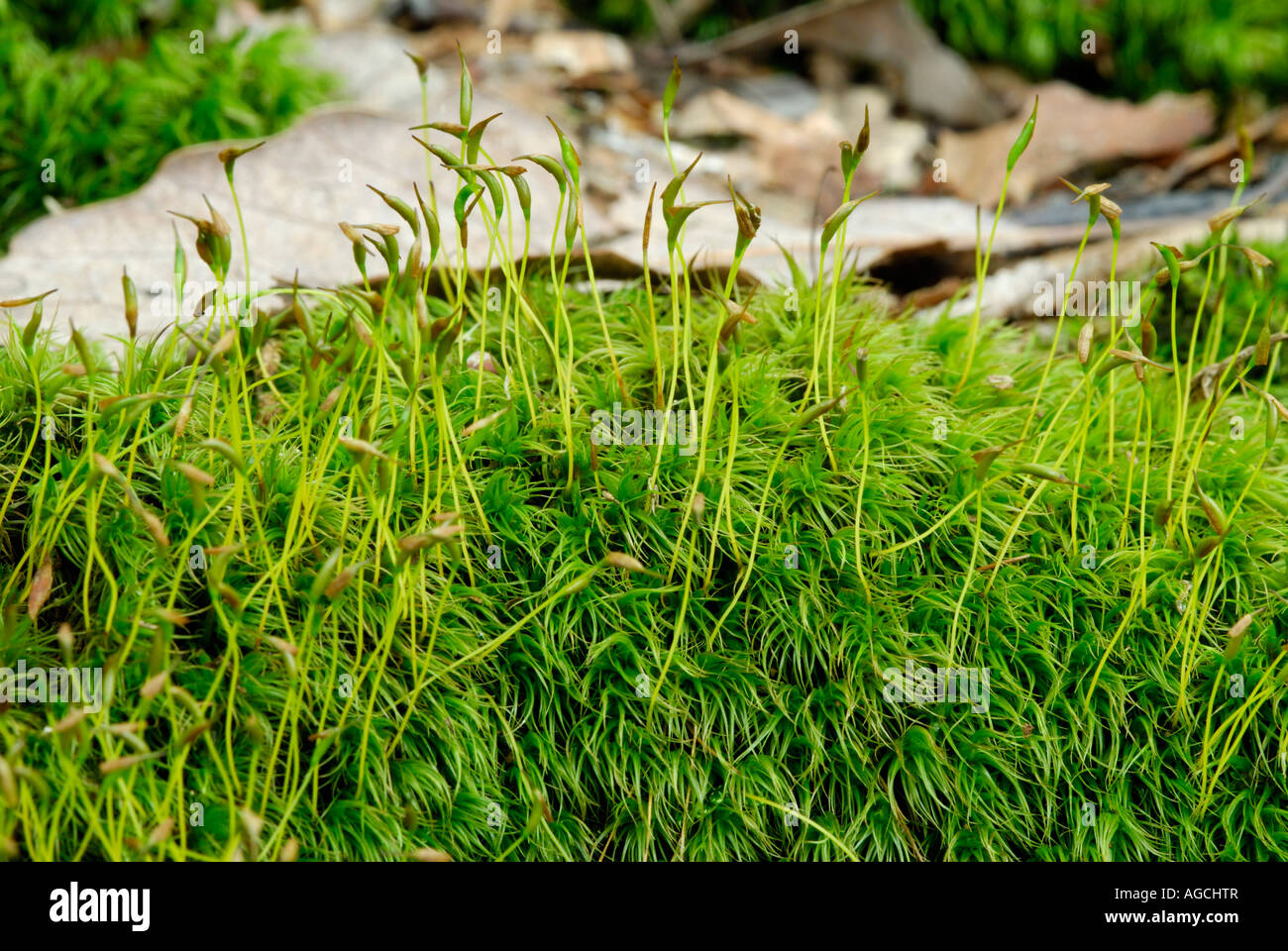 Dicranum moss showing mature sporophytes growing up out of the haploid gametophytes Stock Photo