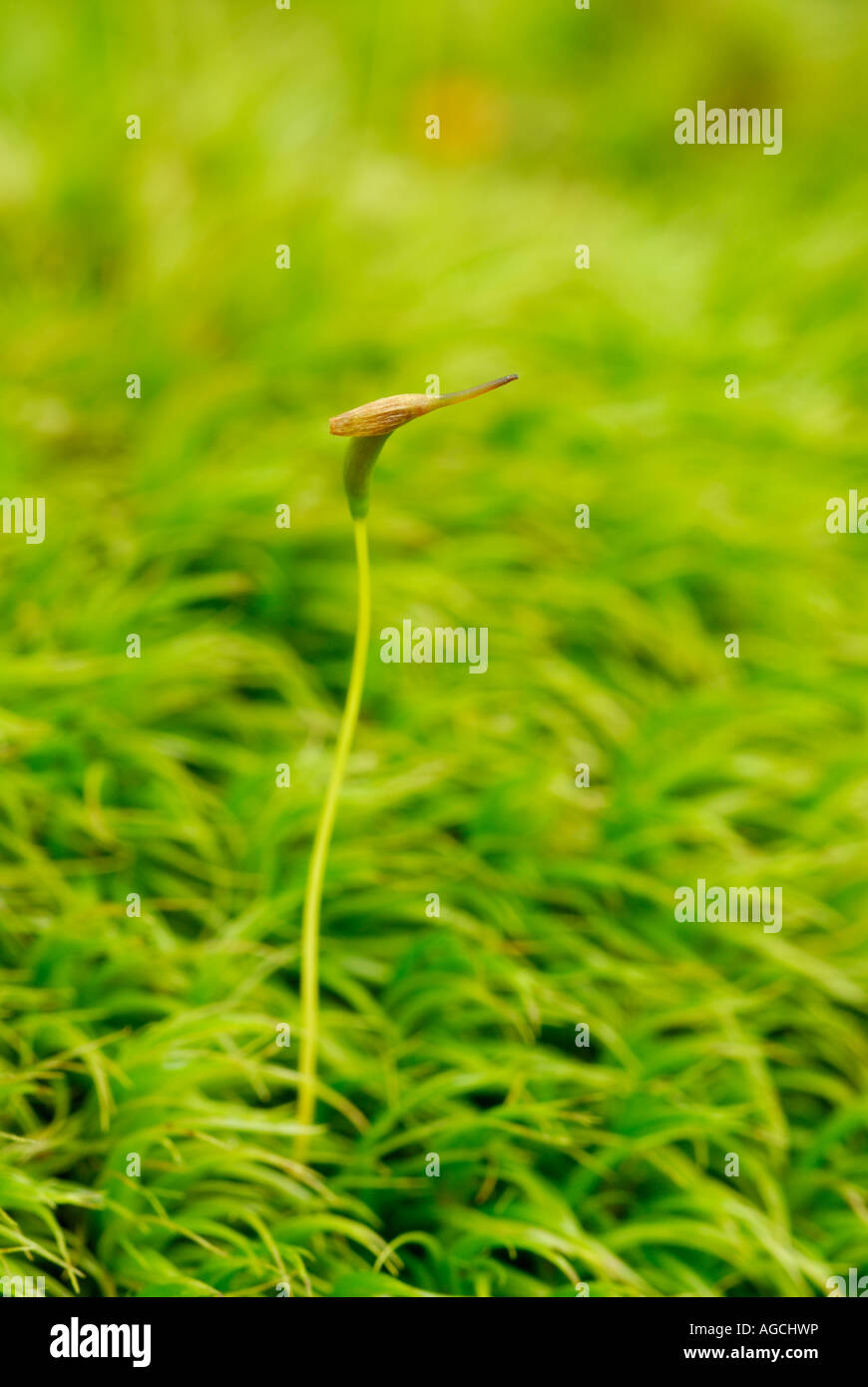 Dicranum moss showing mature sporophyte growing up out of the haploid gametophytes Stock Photo
