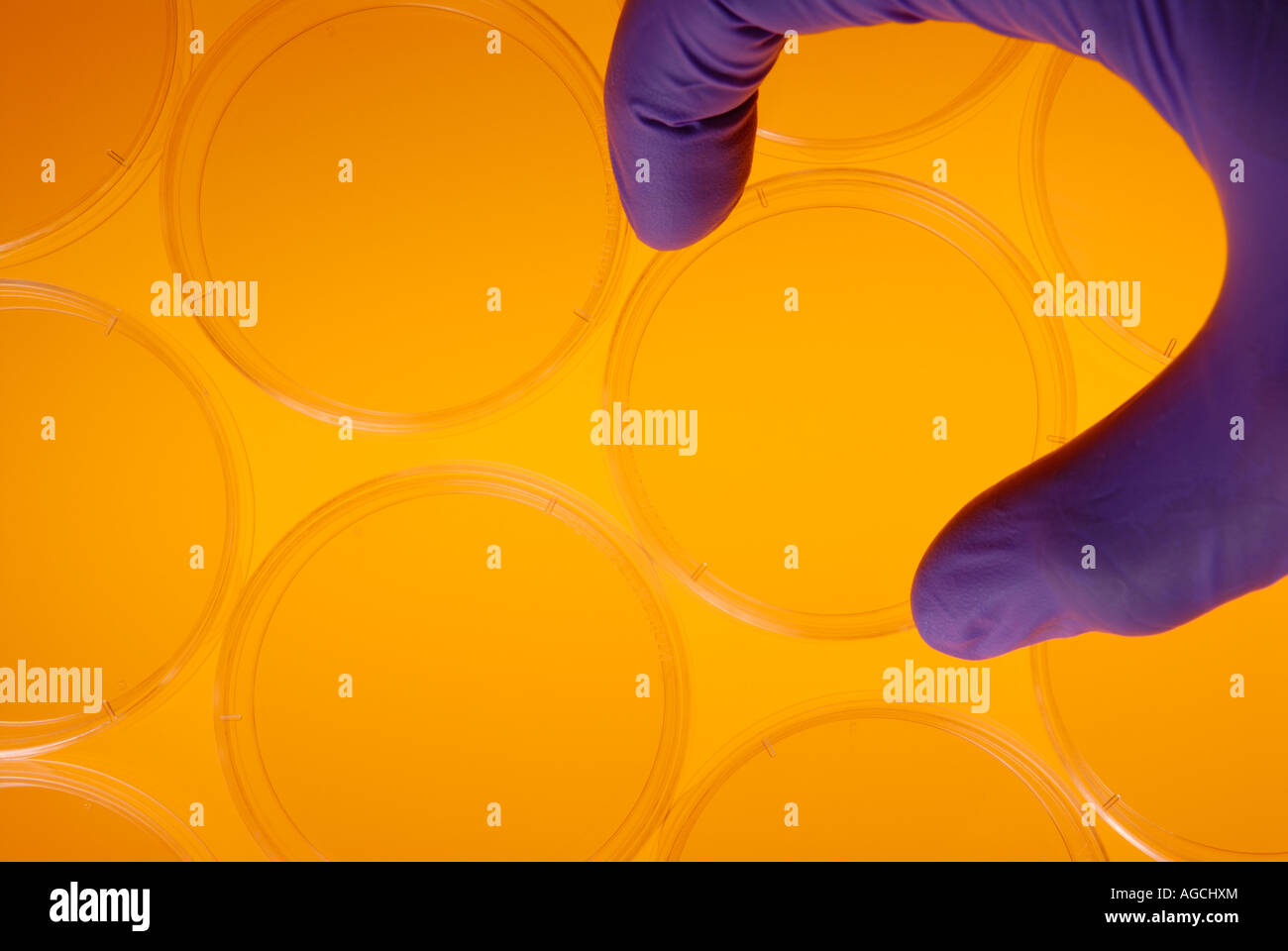 A scientist s gloved hand working with petri dishes Stock Photo Alamy