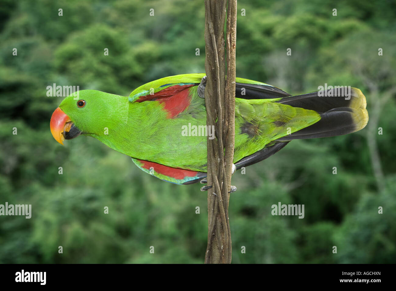 Ecclectus parrot, Papua New Guinea Stock Photo