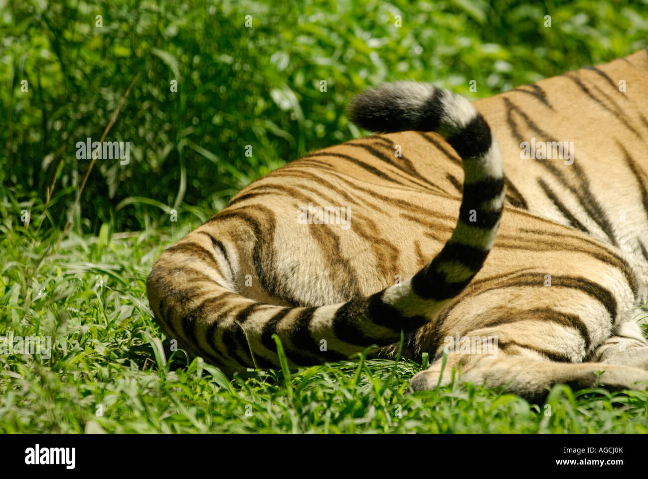 Tiger flipping or twitching its tail up and down Stock Photo