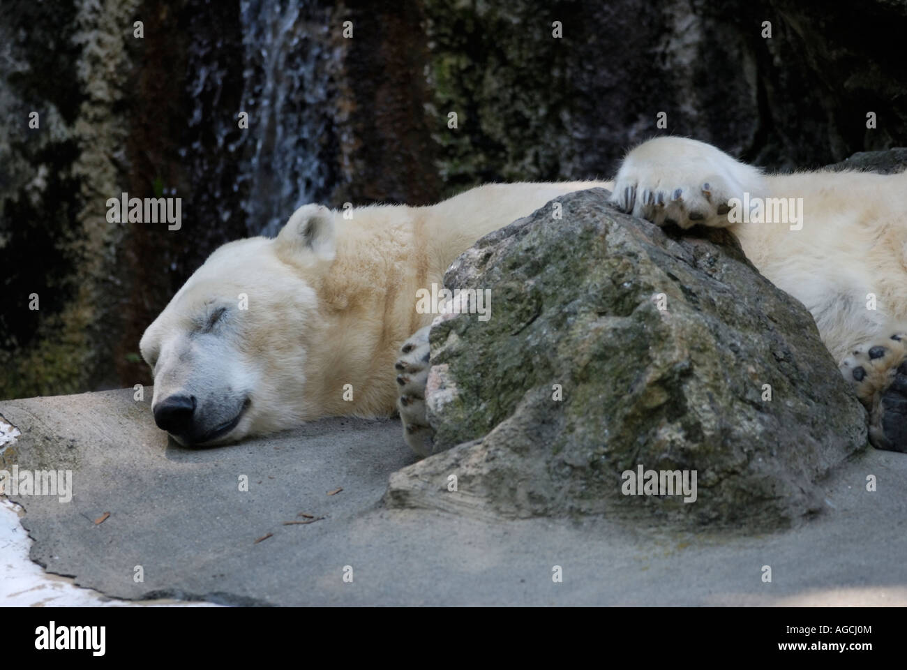 Polar bear Ursus maritimus sleeping in a concrete and rock zoo enclosure Stock Photo