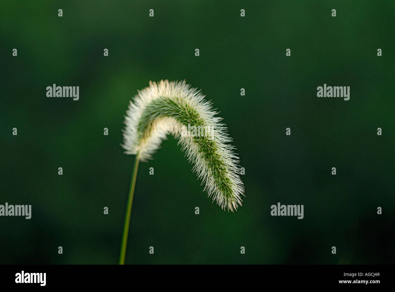Flowers of giant foxtail also known as Chinese foxtail nodding foxtail or Chinese bristlegrass Setaria faberi. Stock Photo