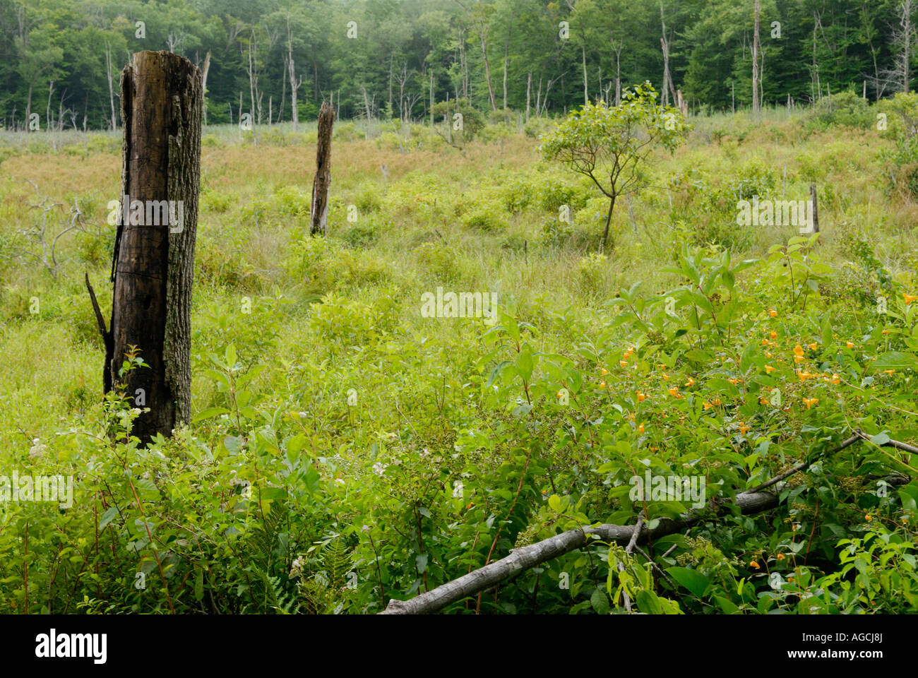 Secondary ecological succession in a former beaver pond area Stock Photo