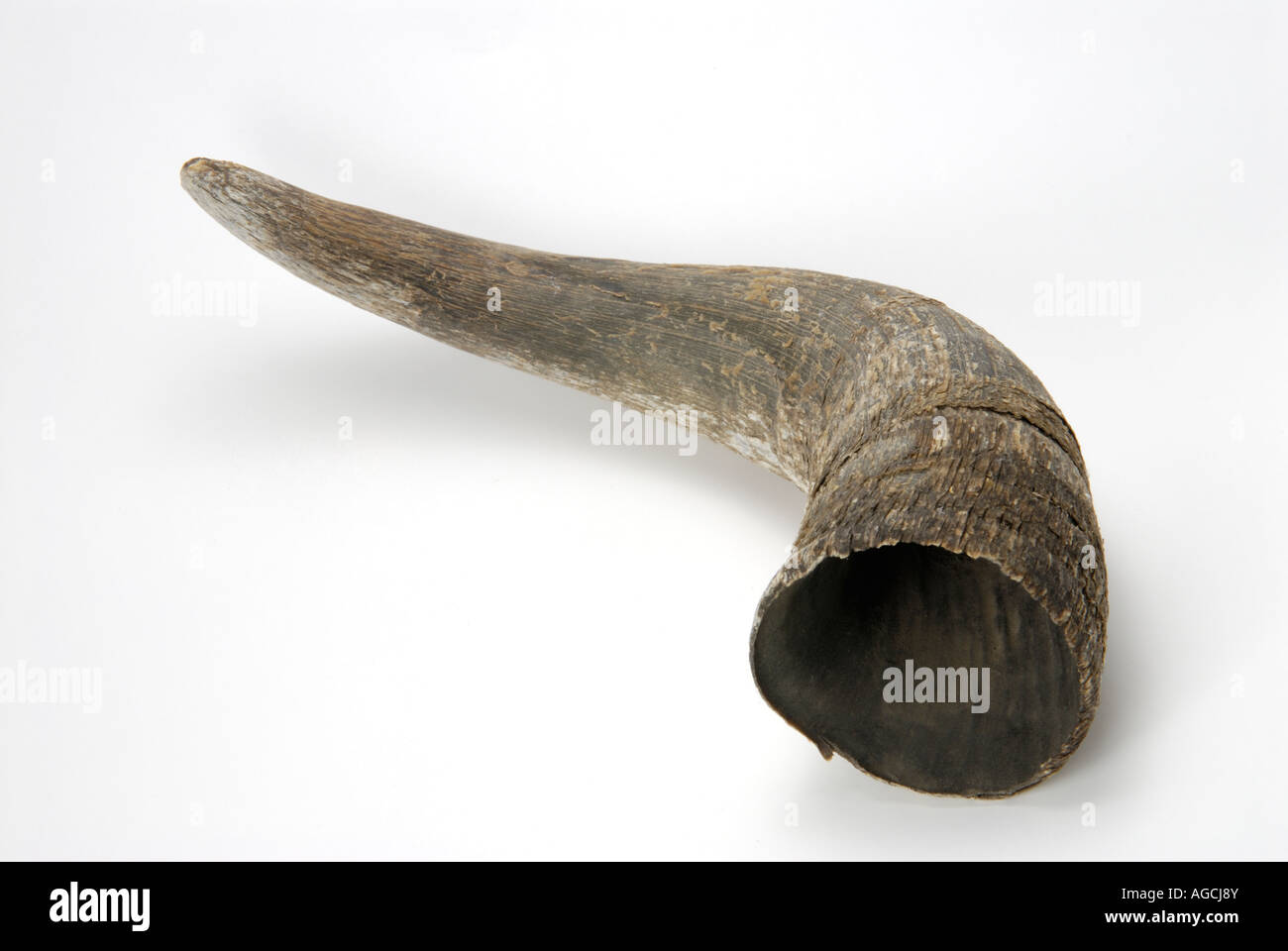 Horn from an American Bison, Bison bison Stock Photo