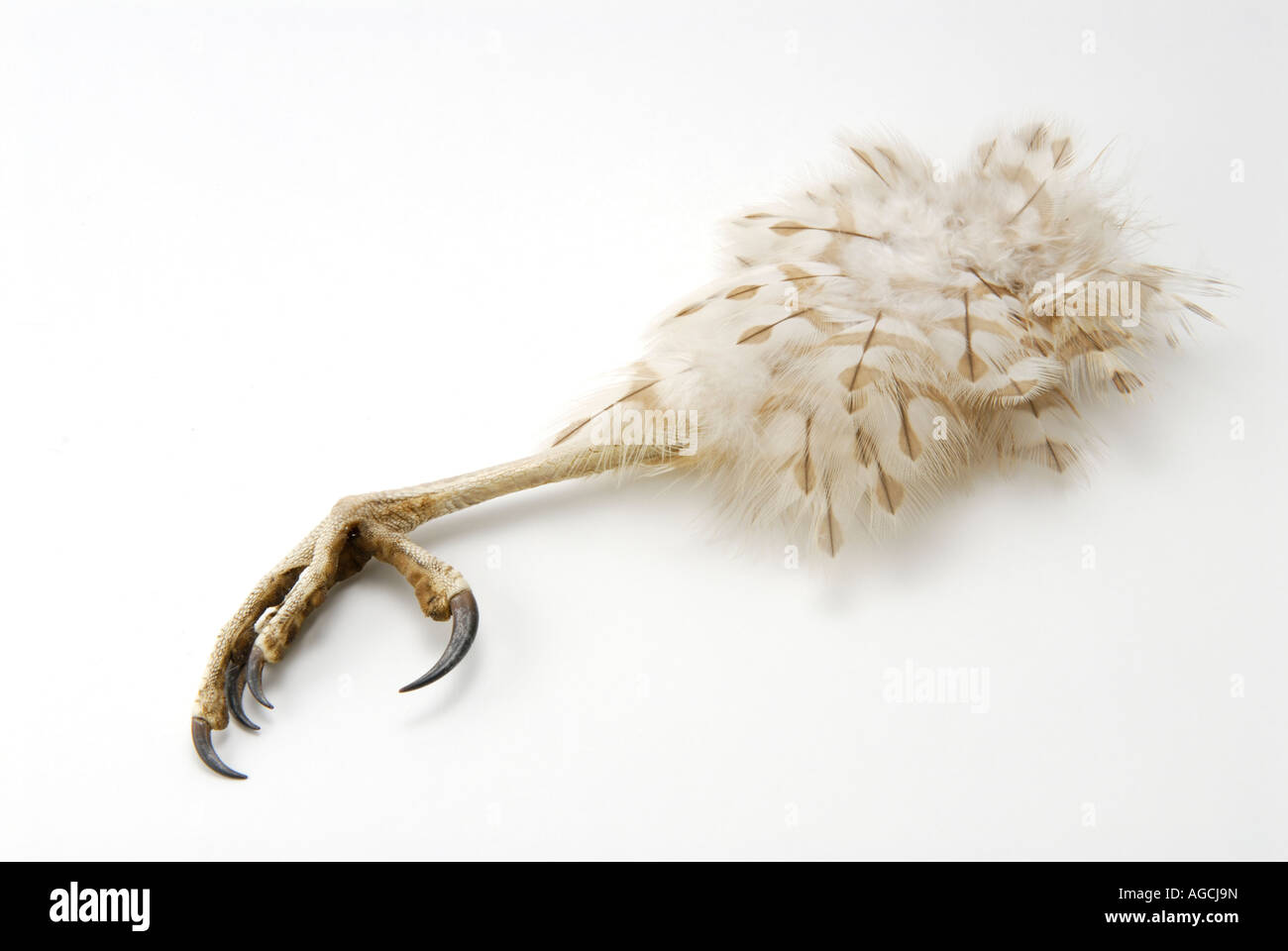 Talon claw of the Cooper's Hawk Accipiter cooperii Stock Photo