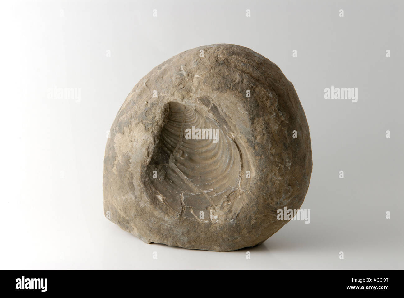 A mold or cast fossil of an ancient marine bivalve Stock Photo