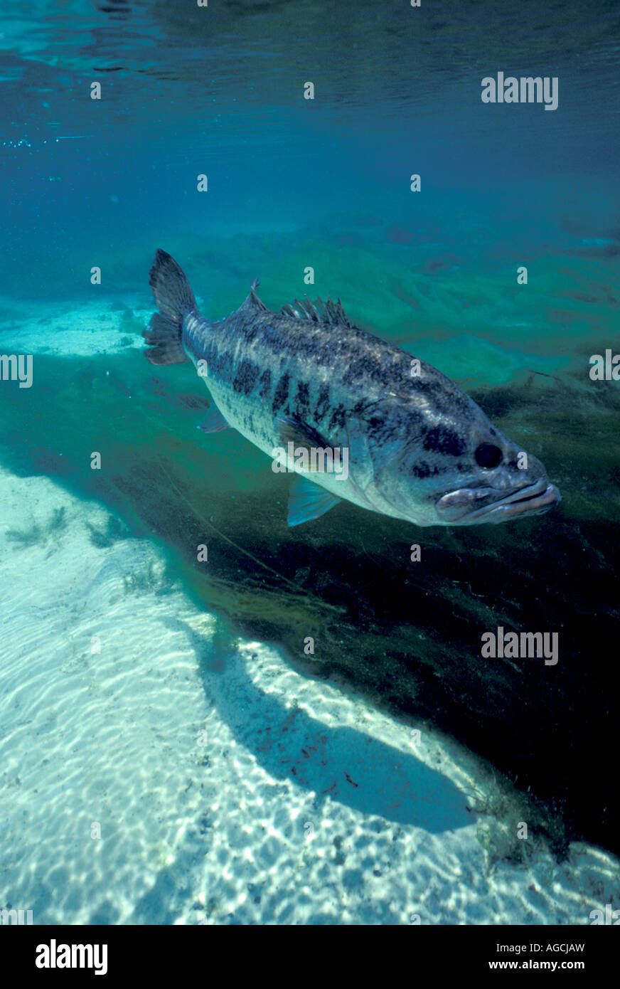 Profile Largemouth bass swimming underwater angling fishing sport action Stock Photo