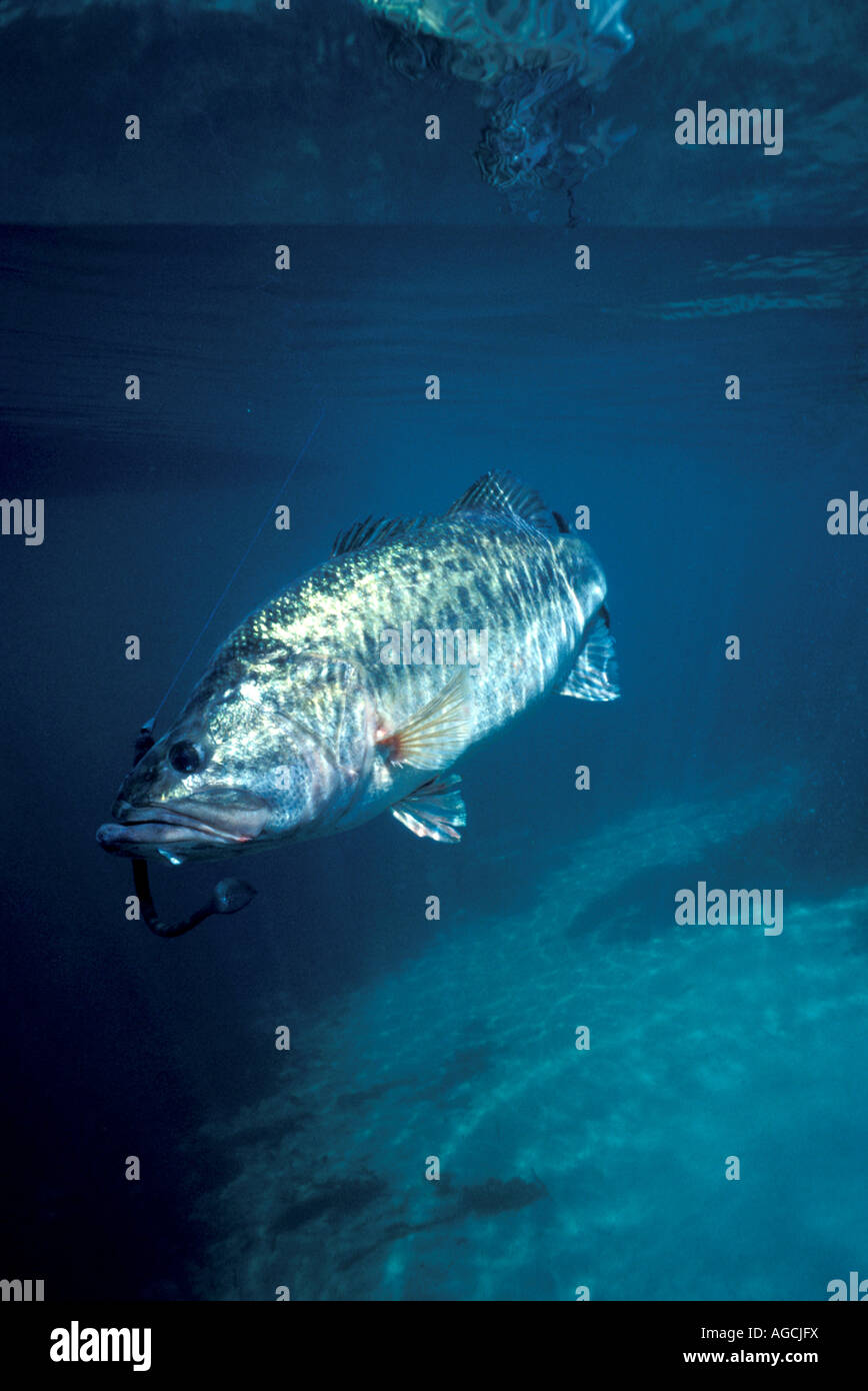 Profile Closeup Largemouth bass swimming underwater angling fishing sport action Stock Photo