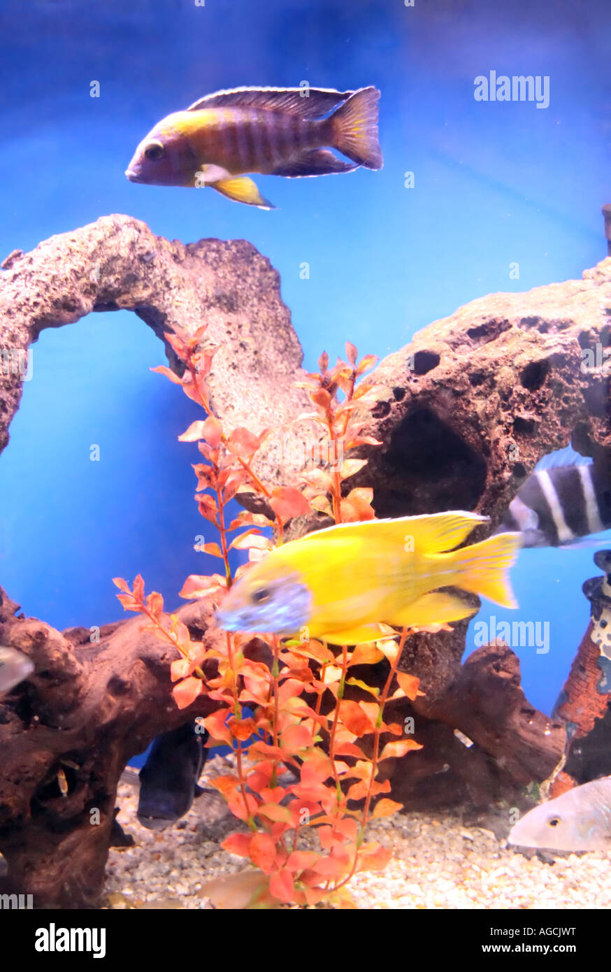 A tank filled with colorful cichlids, swimming in front of a soothing blue background and around arched coral. Stock Photo