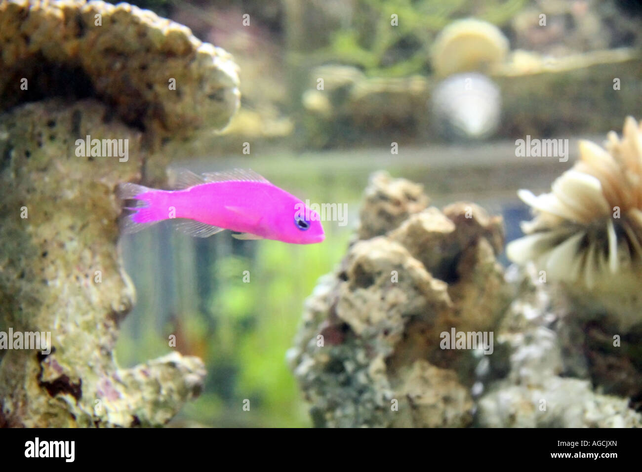 This bright magenta saltwater fish swims solo, really standing out from its surroundings. Stock Photo