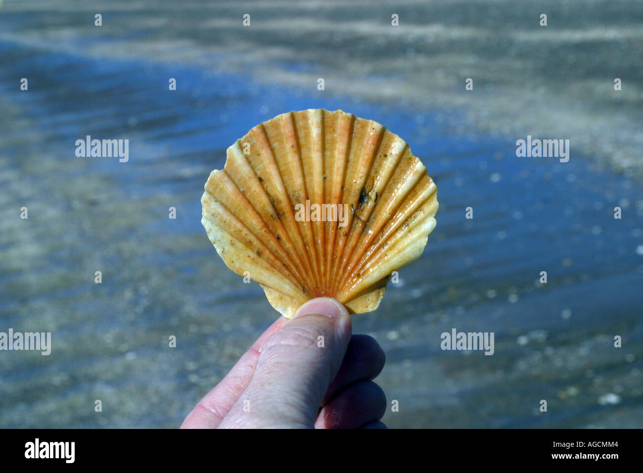 Shell Sign Finger Fingers holding a broken shell Stock Photo - Alamy