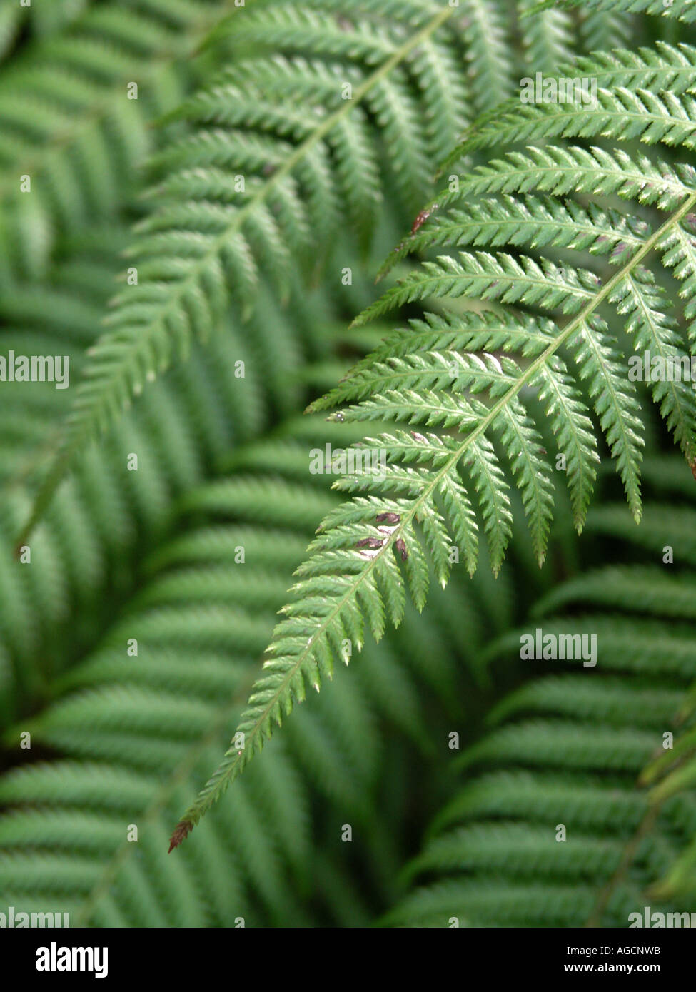 Plant fern home glass hi-res stock photography and images - Alamy