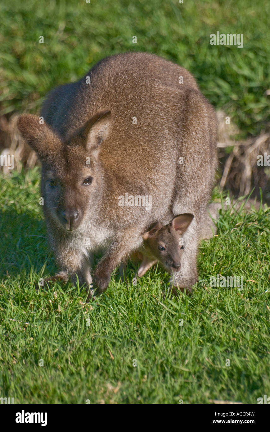 A Rufous Wallaby with a young joey looking out from her pouch Stock