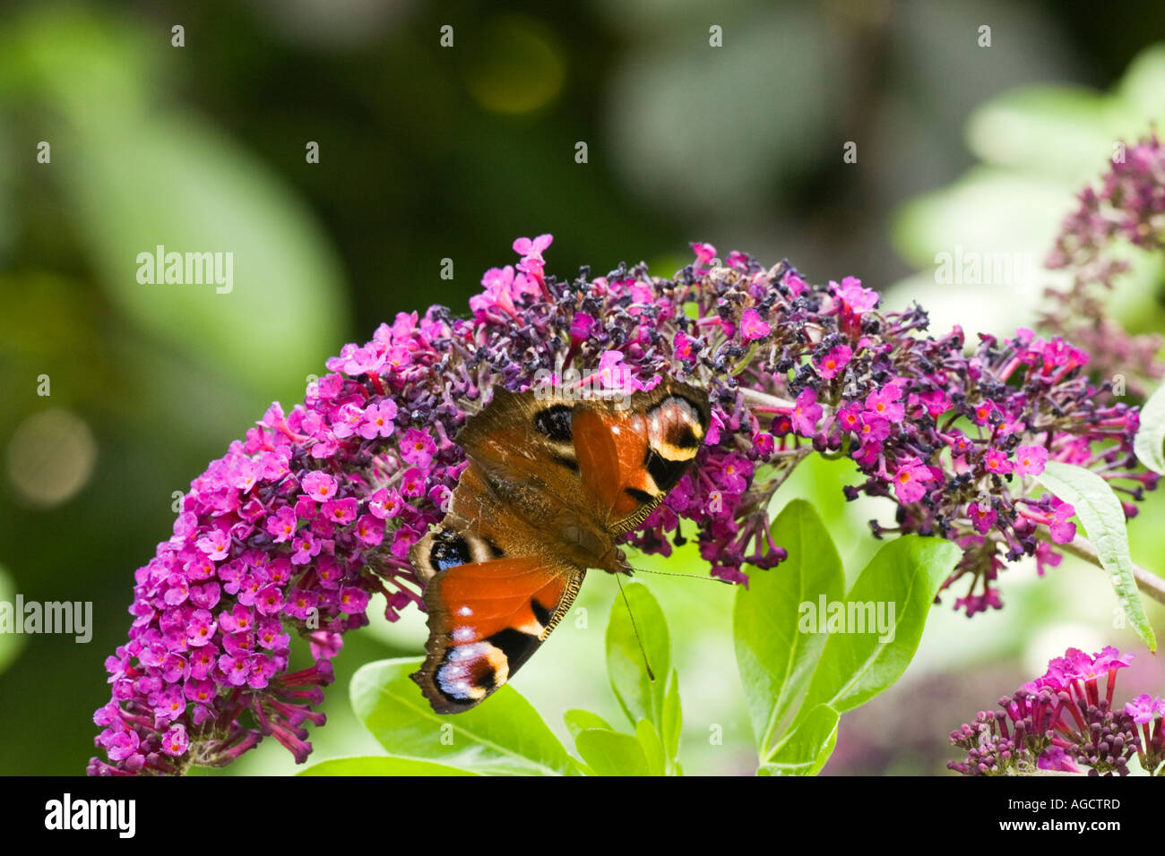 Peacock butterfly on Buddleia Stock Photo - Alamy