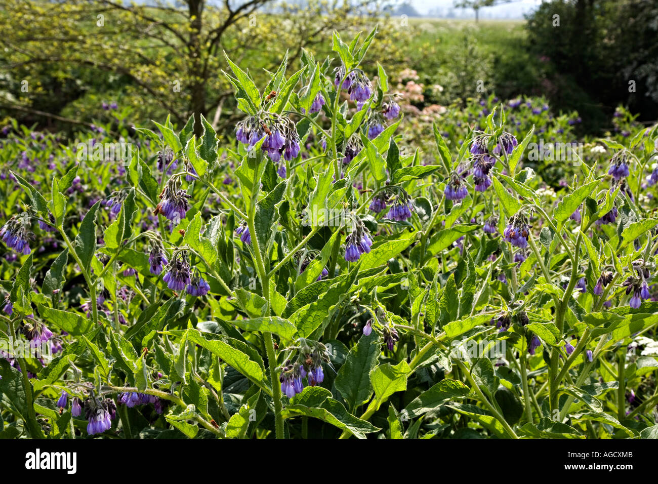 Common Comfrey Symphytum officinale growing by river in Yorkshire UK Stock Photo