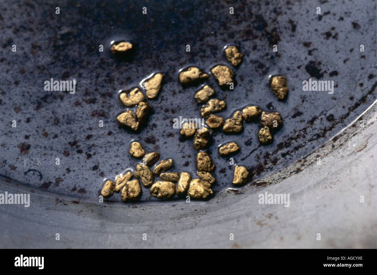 A number of gold nuggets in a pan in Dawson city the capital of the 1898 Klondike gold rush Stock Photo