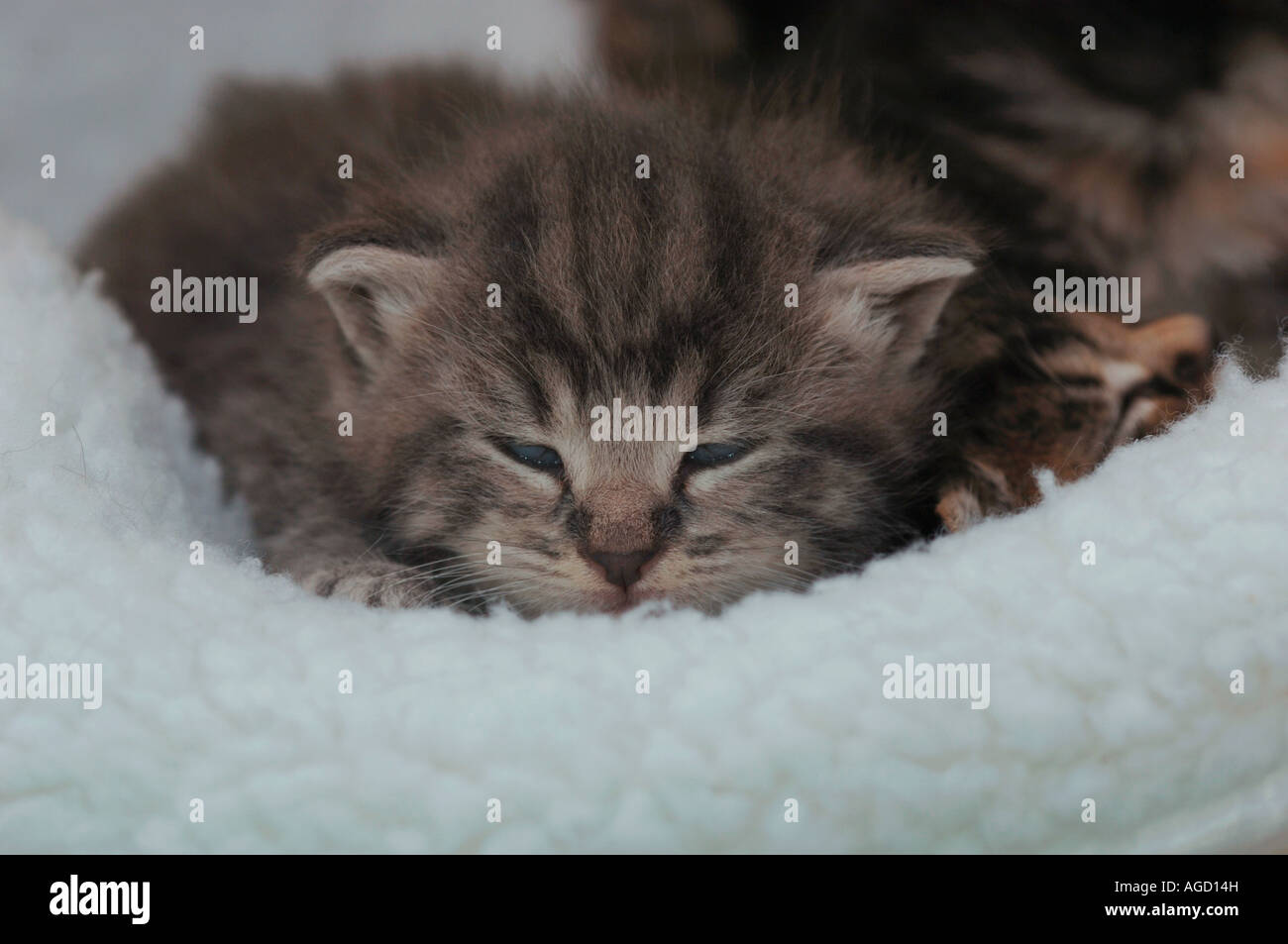 3 Week Old Kittens Sleeping Stock Photo Alamy