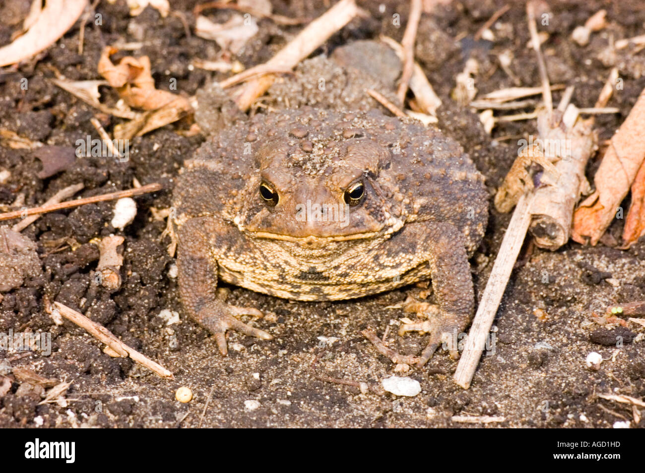 Common toad camouflaged against my garden floor. Stock Photo