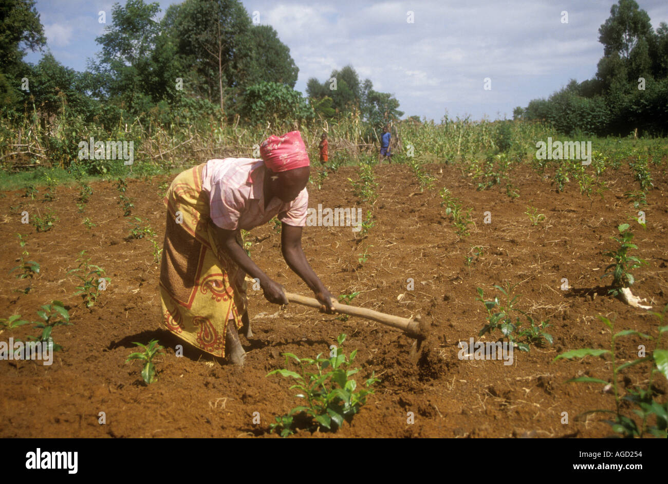 Woman Tilling Field With Hand Tool Kenya Stock Photo 1102419 Alamy