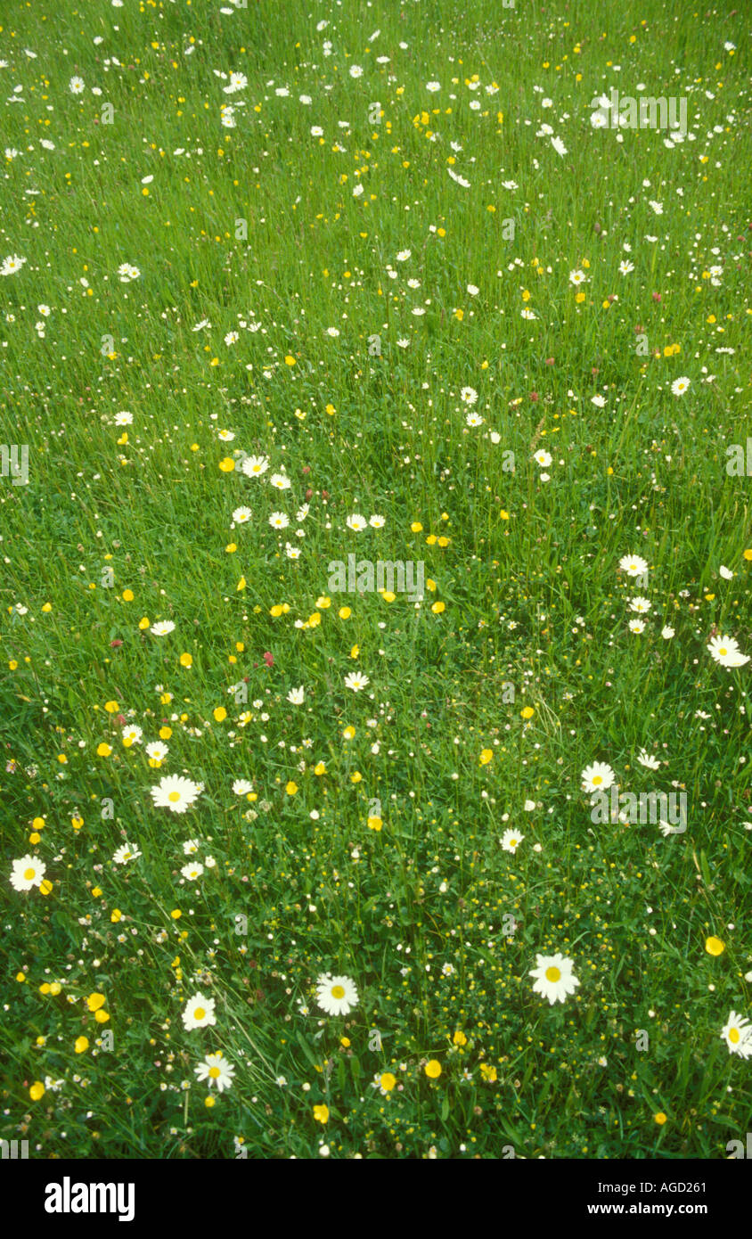 Wildflowers in britain hi-res stock photography and images - Alamy
