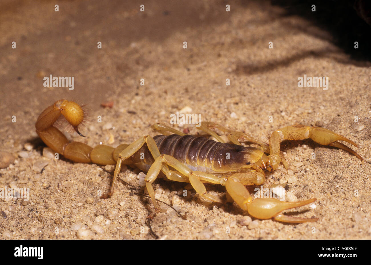 Scorpion Hadrurus sp USA Stock Photo - Alamy