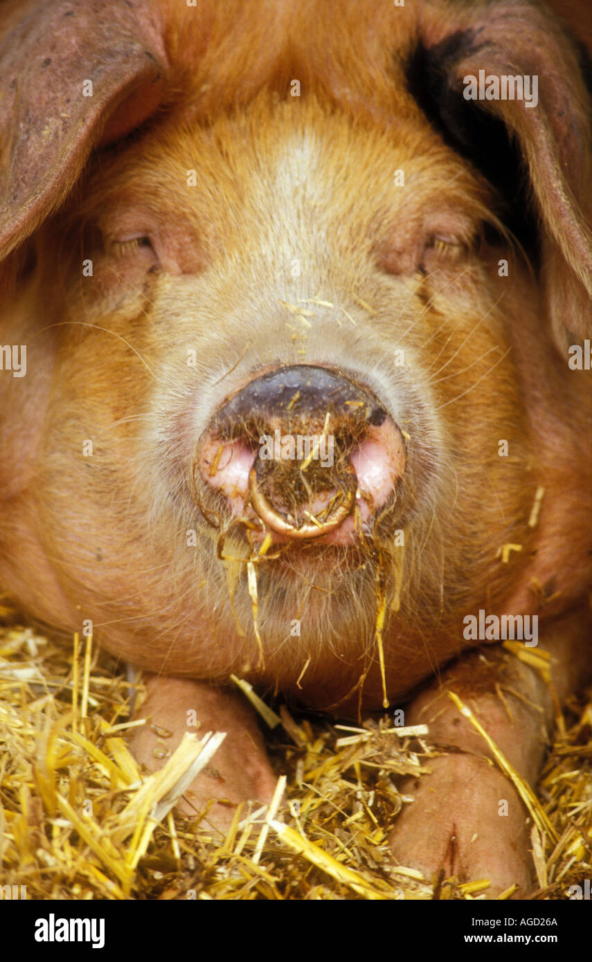Oxford Sandy and Black pig a traditional breed Wales UK Stock Photo Alamy