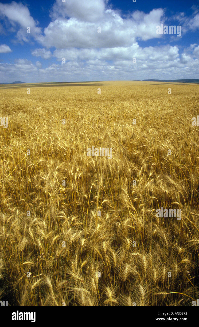 wheat-crop-kenya-stock-photo-alamy