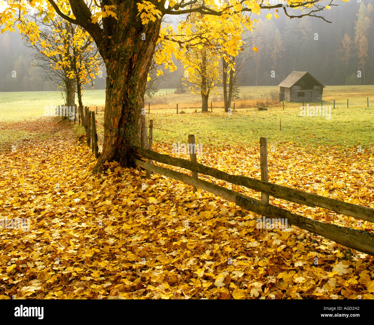 Styria wald hi-res stock photography and images - Alamy