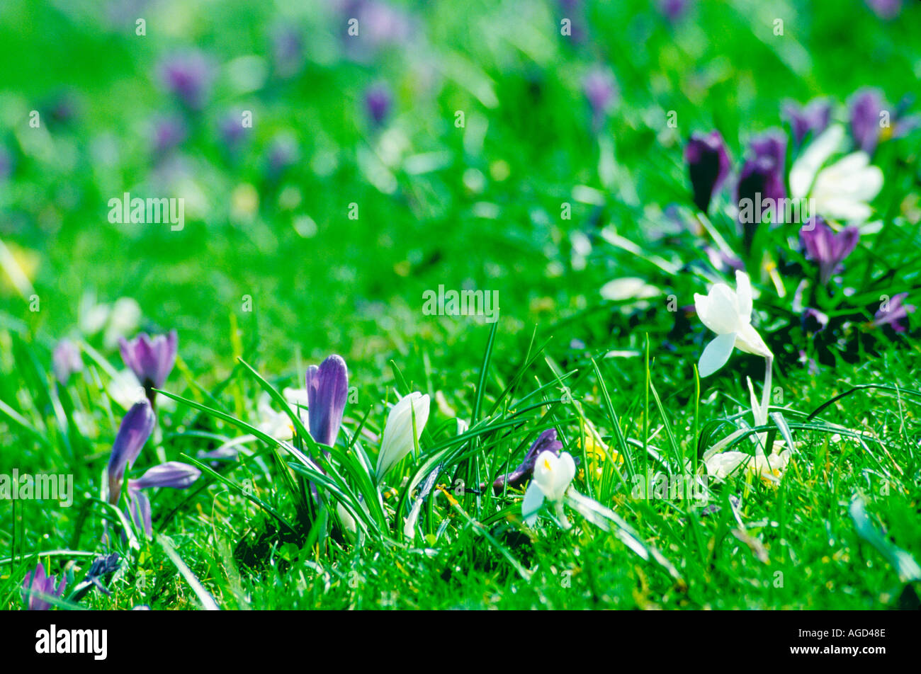 Springtime Flowers Stock Photo