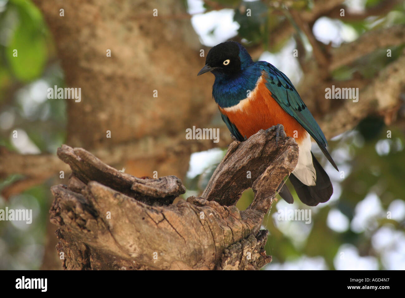 Masaii hi-res stock photography and images - Alamy