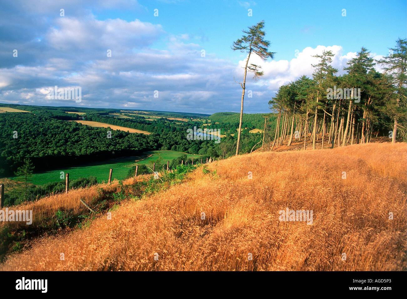 A view over a field of brown wheat towards Elleron Lake and Cropton Forest from Cawthorne Banks on the edge of the North York Moors National Park Stock Photo