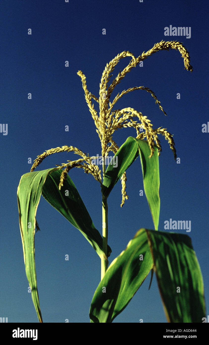 Corn growing south africa hi-res stock photography and images - Alamy