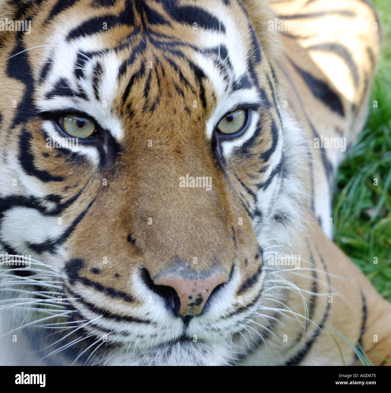 Tight head shot of a sumatran tiger Stock Photo - Alamy
