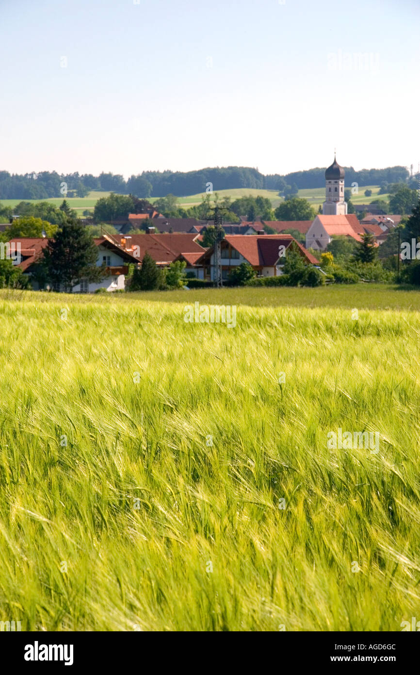 Barley grain field near Amersee, Germany. Stock Photo