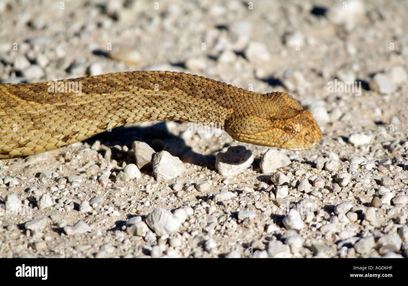 Cape Cobra. Naja nivea. Snake moving Kalahari Transfrontier Park South Africa RSA Stock Photo