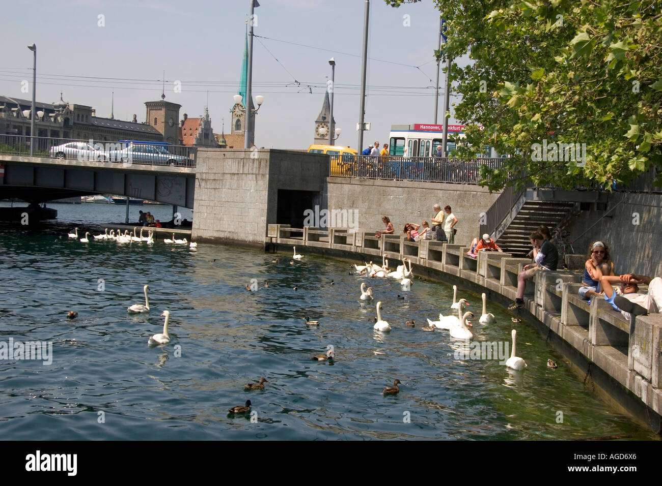 People sit along the Zurichsee feeding swan and duck in Zurich, Switzerland. Stock Photo