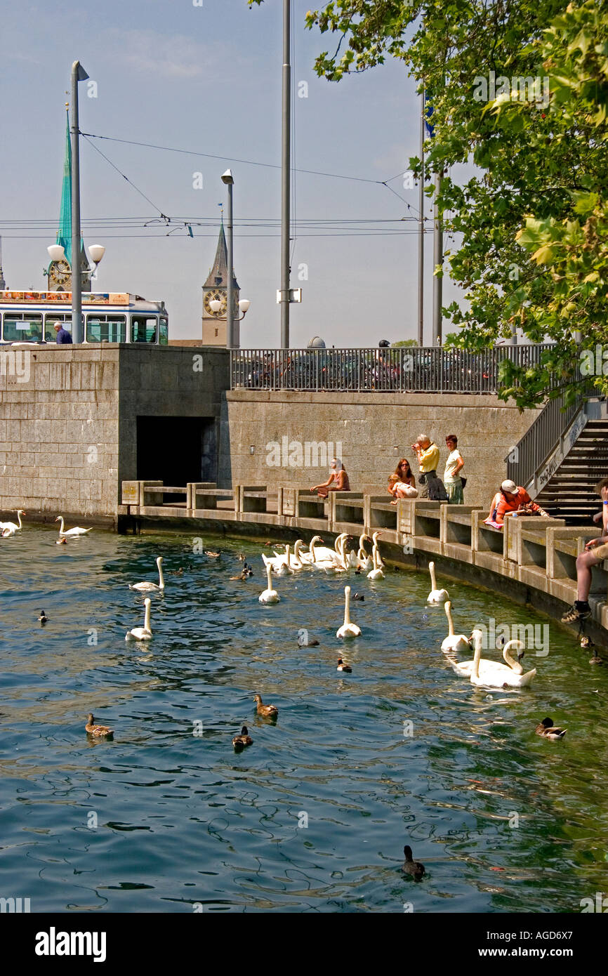 People sit along the Zurichsee feeding swan and duck in Zurich, Switzerland. Stock Photo