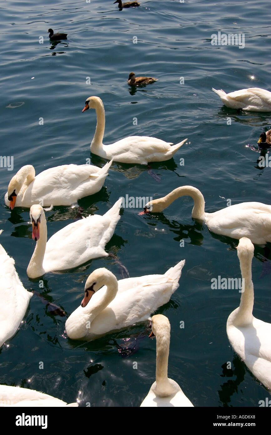 Swan and duck in the Zurichsee at Zurich, Switzerland. Stock Photo