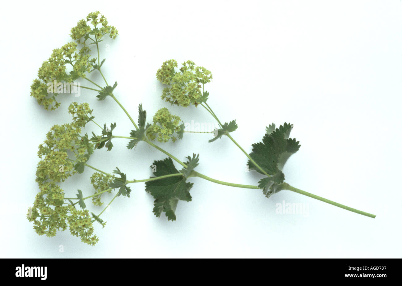 Medicinal plant Alchemilla vulgaris Lady s Mantle Stock Photo